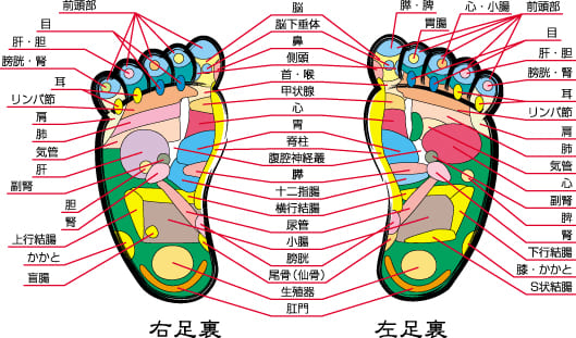 足裏反射ゾーンチャート画像